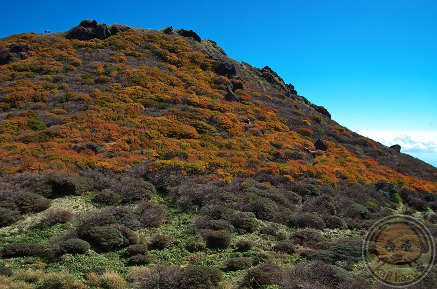 南峰斜面の黄葉